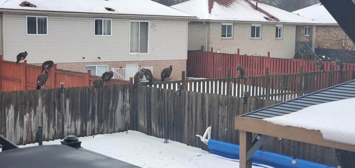 A flock of more than a dozen turkeys was a surprise for Windsor resident Annie Yacoub when she opened her window on Wednesday. (Submitted by Annie Yacoub - image credit)