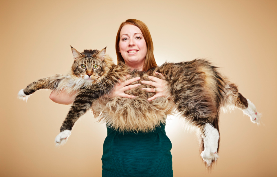 At 3ft 10.6in, Maine Coon Ludo is the longest cat in the world - three times the size of the average moggie. He lives with owner Kelsey Gill in Ryhill, West Yorkshire. (Pic: Guinness World Records)