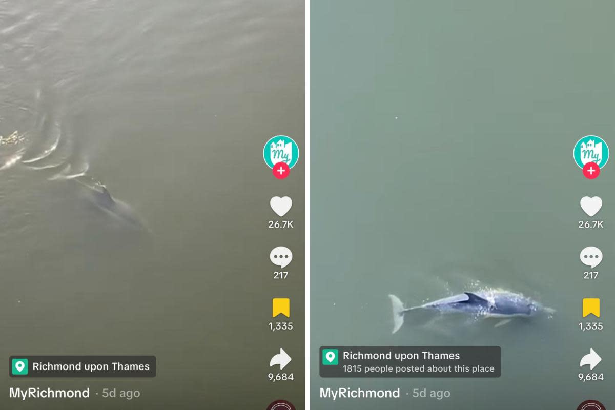 Dolphin spotted in the river Thames near Richmond <i>(Image: @myrichmond on TikTok)</i>