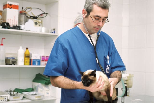 Veterinarian listening to cat's heartbeat with stethoscopeCollection:  Digital VisionCredit:  Andy SotiriouRelease informati