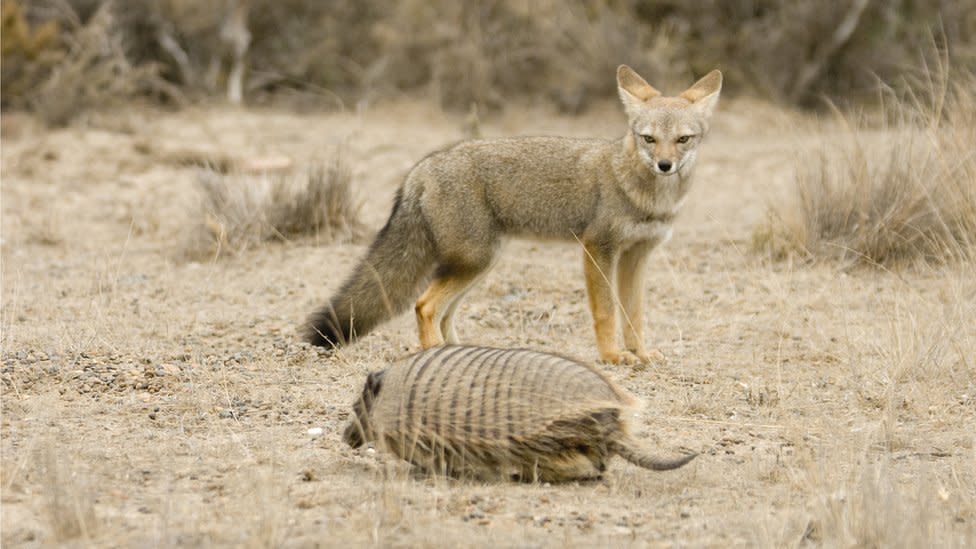 Was an extinct fox once man's best friend?