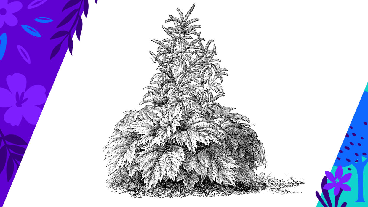 An engraving of a rhubarb plant.