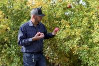 The Mormons in Sonora grow pomegranates