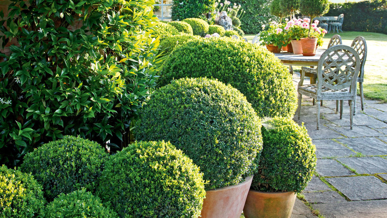  Evergreen topiary in pots. 