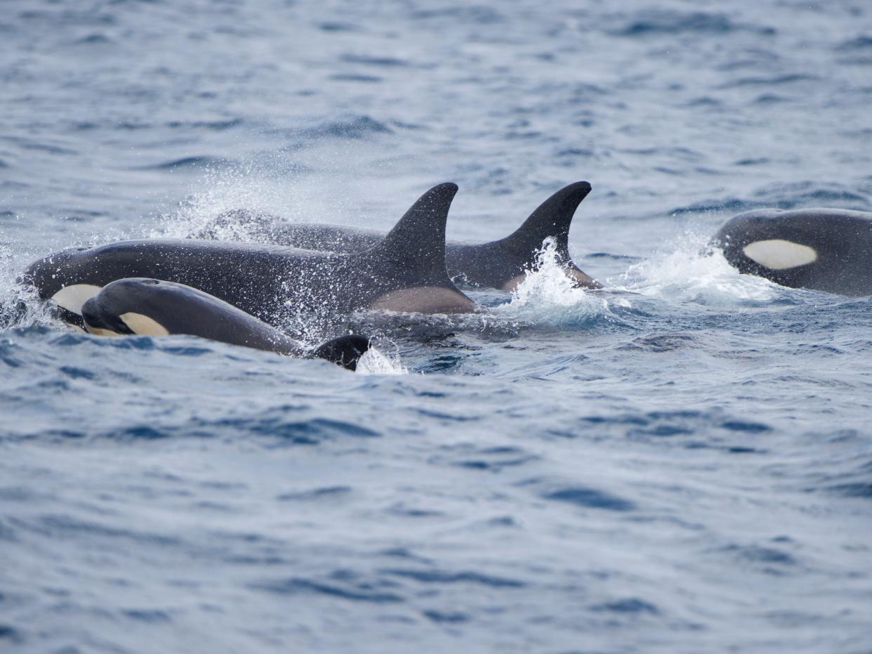 A pod or orcas swimming with their fins cresting over the surface of the ocean with a baby killer whale swimming behind them