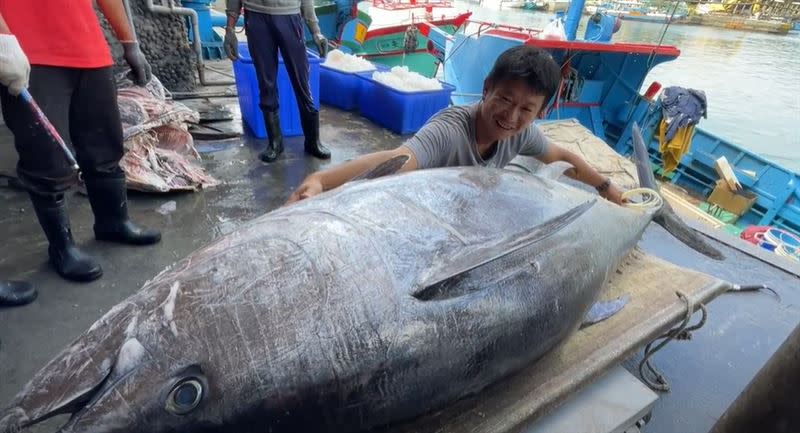 台東新港漁港再傳捷報「南興號」船長鄭正愛捕獲最重黑鮪魚，體型相當壯碩足足有257公斤（圖／記者王浩原提供）