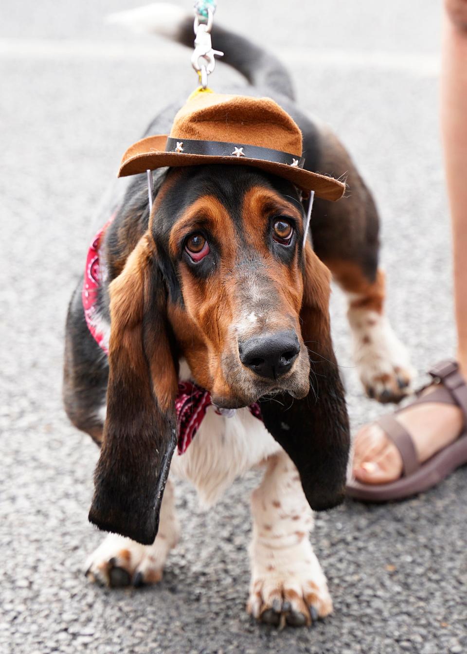 Walter, then a 9-month-old basset hound belonging to Danielle Grisham of Adrian, takes part in the 2021 pet parade during First Fridays in downtown Adrian.