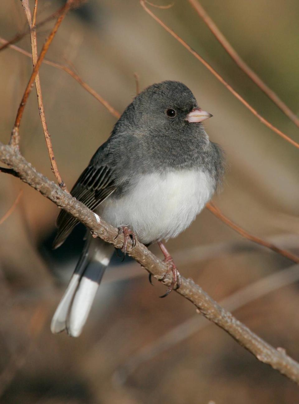 The dark-eyed Junco spends a lot of its time walking around.