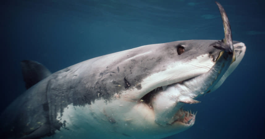 鯊魚是海洋中讓人聞之色變的動物。（圖／達志／美聯社）
