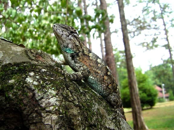 A female fence lizard sports blue markings, a male trait that makes her less appealing to potential mates.