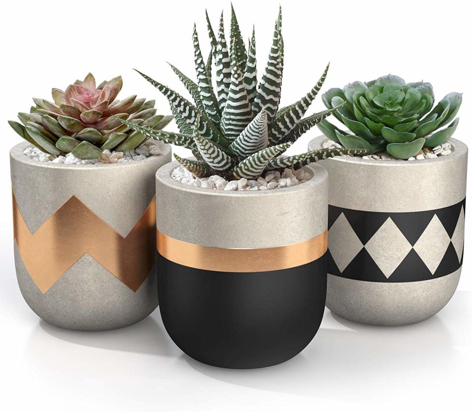 hostess gift ideas succulent pots