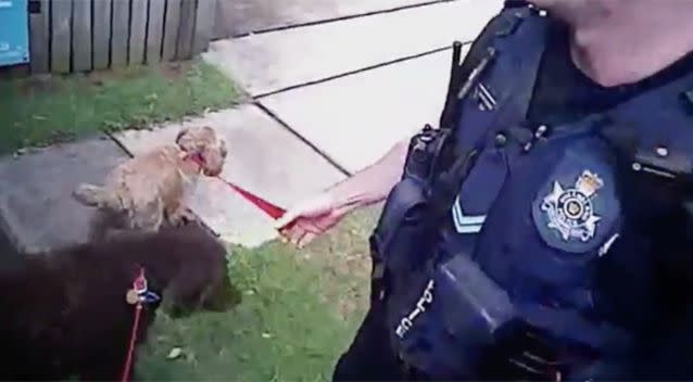 The dogs were excited to be out of the car. Source: Facebook / Queensland Police Service