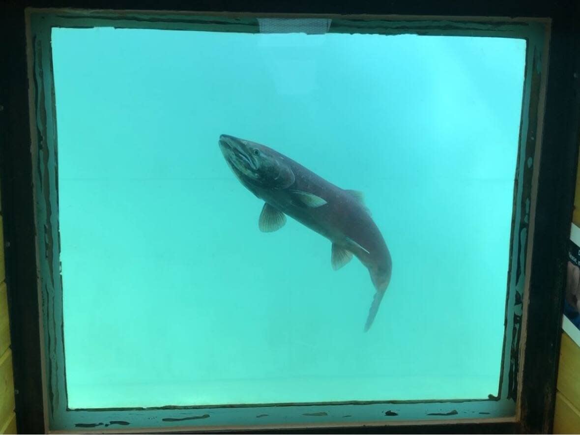 A lone chinook salmon swims by an underwater viewing window at the Whitehorse fish ladder in August 2022. (Jackie Hong/CBC - image credit)