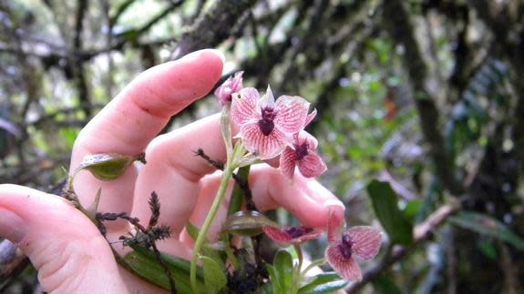 The orchid also has "distinctly clawed petals," adding to its demonic appearance, according to the researchers who discovered it.