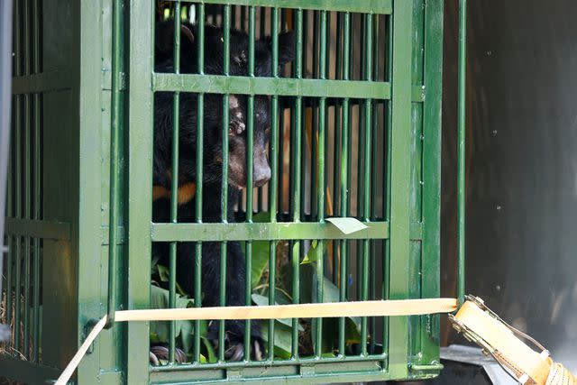 <p>World Animal Protection/ One Touch Connections</p> Chinh the bear in a transport cage on the way to FOUR PAWS' sanctuary in Vietnam