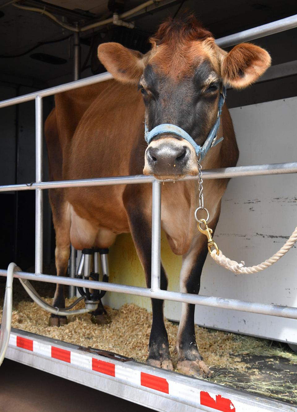 Dairy Day at the Wichita Falls Farmers Market, 807 Austin St., will include a live milking demonstration from 9 a.m.-noon Saturday.