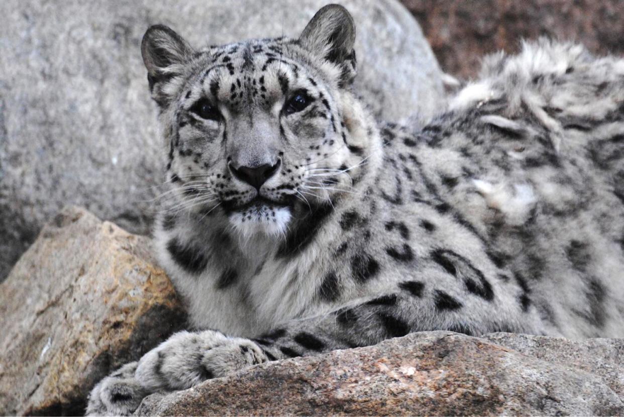 Baya the snow leopard