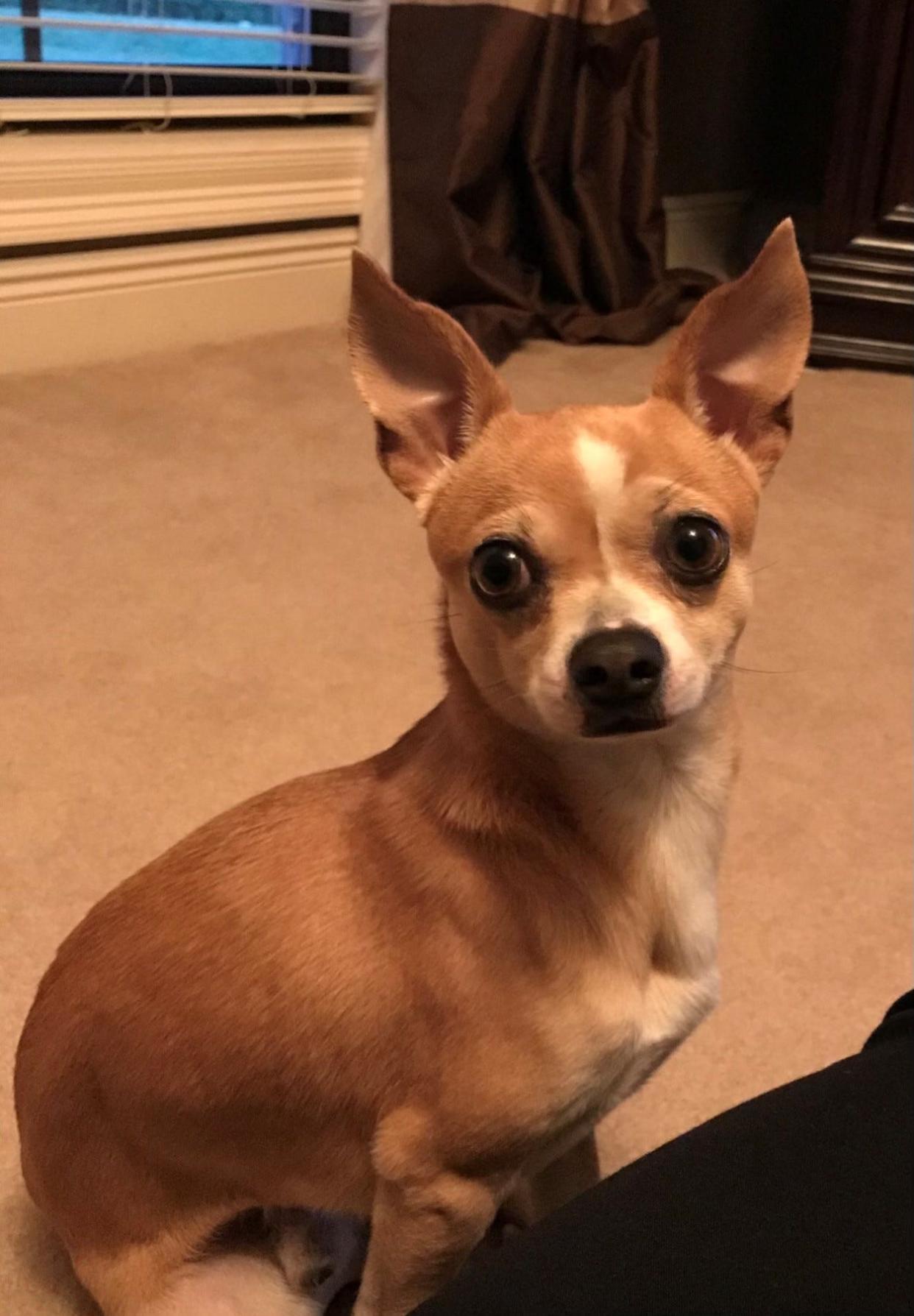 Two juveniles have been arrested in the shooting death of Tucker, a 6-pound chihuahua who belonged to an Alexandria family.