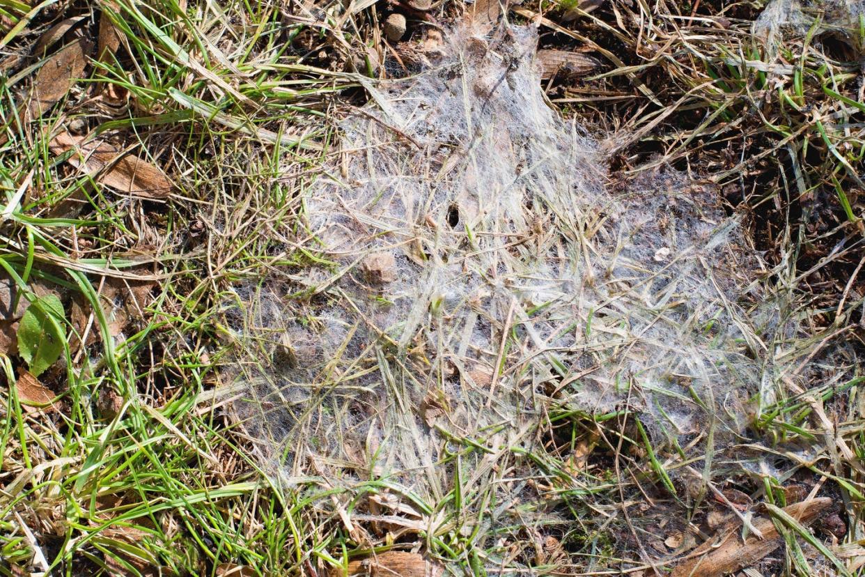 snow mold in the grass, plant dissease gray snow mold also called typhula blight is caused by typhula spp, while pink snow mold also called fusarium patch is caused by microdochium nivalis