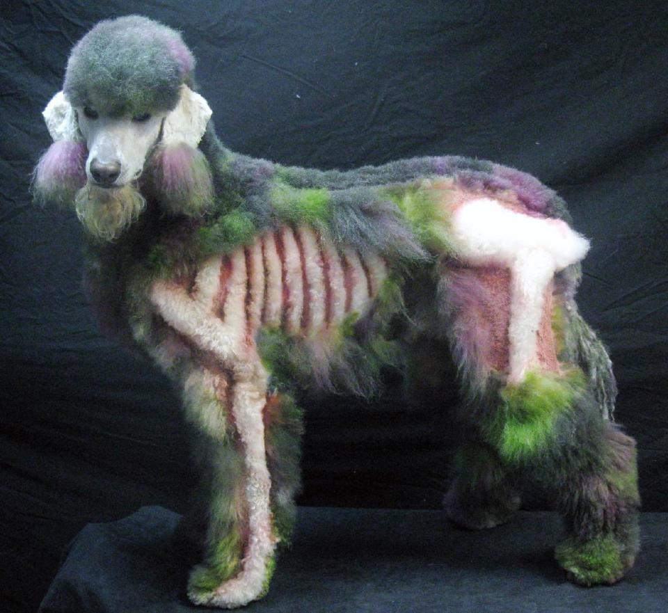 This Sept. 2013 photo released by The National Association of Professional Creative Groomers shows a 5 year old poodle, Xerxes, dressed as a Zombie for Halloween at the A.B. Grooming & Pet Spa in Childersburg, Ala. (AP Photo/NAPCG/Amy Brown)