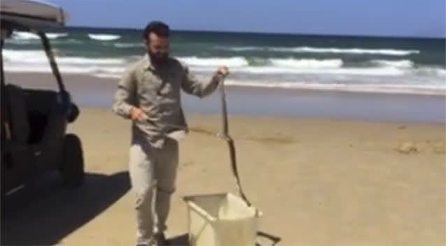 Yep, that's a sizeable snake on the beach in Queensland. Source: Sunshine Coast Snake Catchers 24/7.