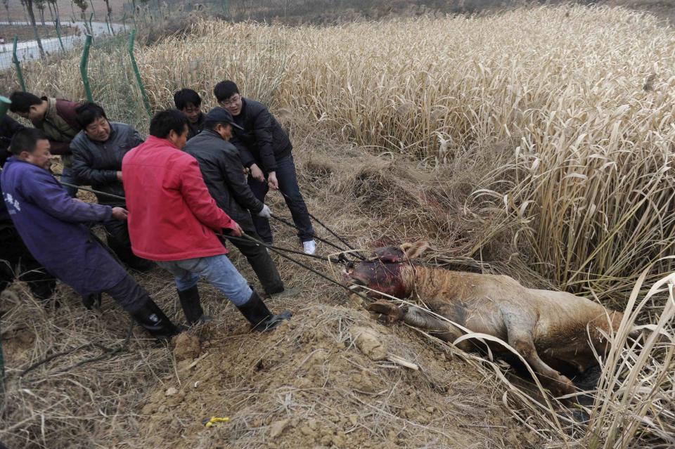 Farmers pull the carcass of a cow, which escaped from a truck and was killed by policemen, in Liangdun village of Nangang township, Anhui province December 15, 2013. The 700 kilogram (1,543 lb) cow attacked several farmers before being shot dead by the policemen, local media reported. Picture taken December 15, 2013. REUTERS/China Daily (CHINA - Tags: ANIMALS SOCIETY) CHINA OUT. NO COMMERCIAL OR EDITORIAL SALES IN CHINA