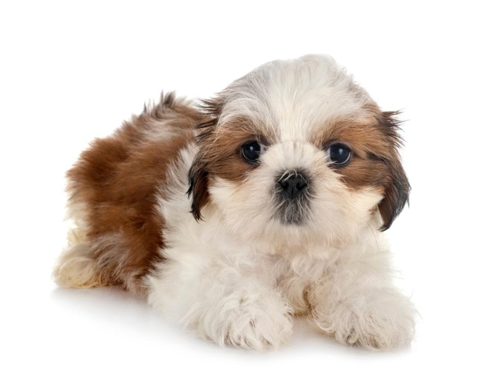 Shih Tzu puppy