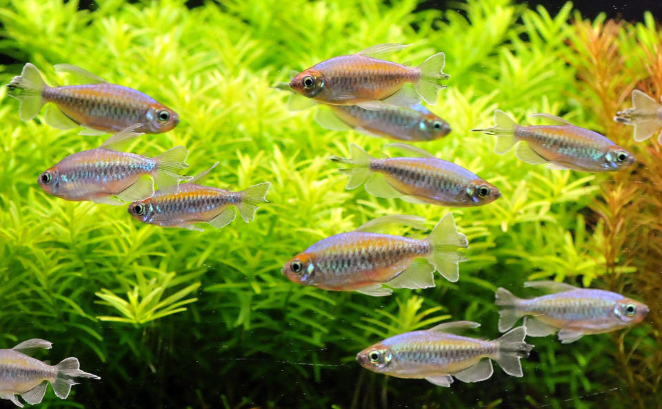 Phenacogrammus interruptus fish are displayed at the 2012 Taiwan International Aquarium Expo in Taipei on November 9, 2012. More than one hundred fish tanks from many countries will be on display in the four day exhibition at Nangang Exhibition Hall from November 9 to 12. Mandy Cheng/AFP/Getty Images