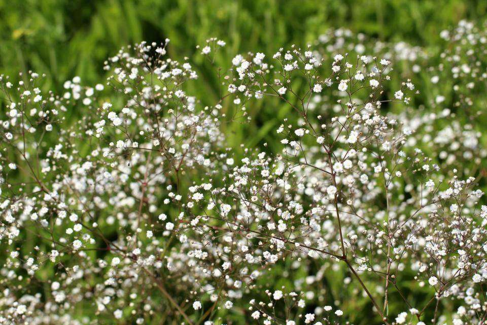 a close up of tiny white baby's breath flowers for day of the dead