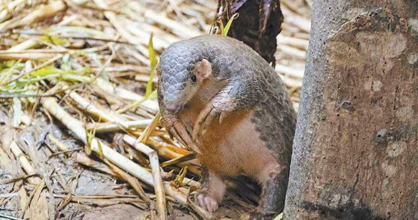 布拉格市長賀吉普參訪台北市立動物園，爭取將台灣穿山甲借殖到捷克。（圖／台北市立動物園提供）