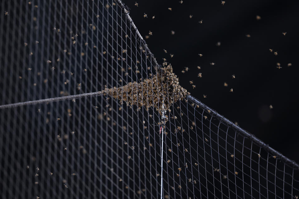 PHOENIX, ARIZONA - APRIL 30: Detail of a bee colony formed on the netting behind home plate causing a start delay for the MLB game between the Arizona Diamondbacks and the Los Angeles Dodgers at Chase Field on April 30, 2024 in Phoenix, Arizona. (Photo by Christian Petersen/Getty Images)