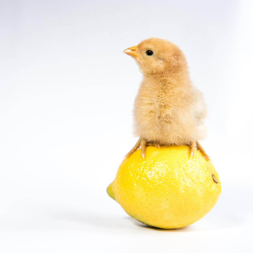 <p>A chick sits on a lemon. (Photos: Alexandra C. Daley-Clark/sillychickens.com) </p>