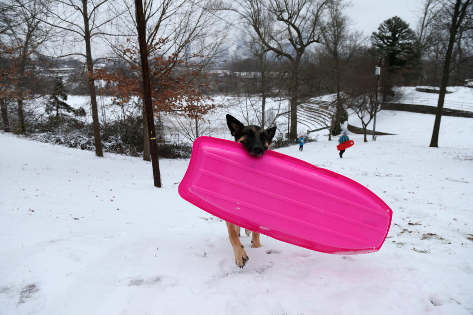 A dog brings a sled up a hill near Uptown Charlotte on January 22, 2016 in Charlotte, North Carolina. A major snowstorm is forecasted for the East Coast this weekend with some areas expected to receive up to 1-2 feet of snow.