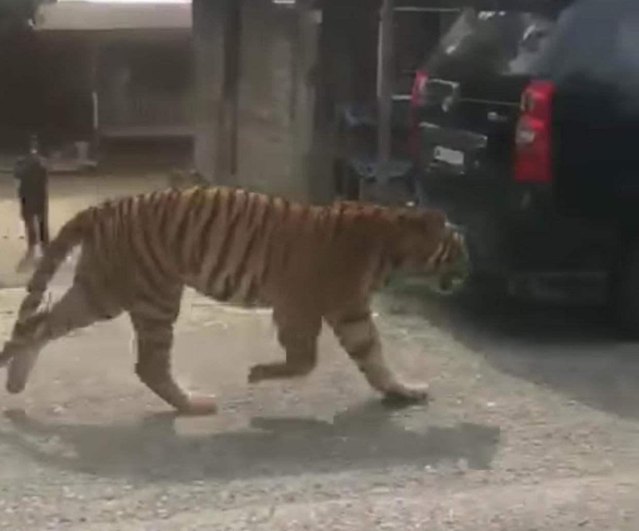 A video of the tigers strolling casually in Kampung Besul, Bukit Besi, went viral over social media. — Picture via Twitter/Bernamadotcom