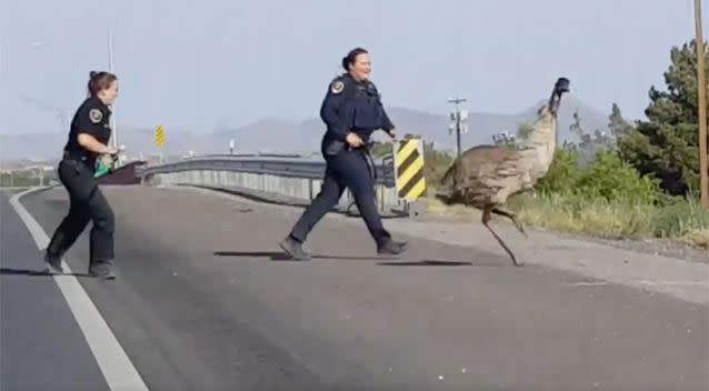 Police officers chased an emu down the road, but could not chase. Photo: Facebook