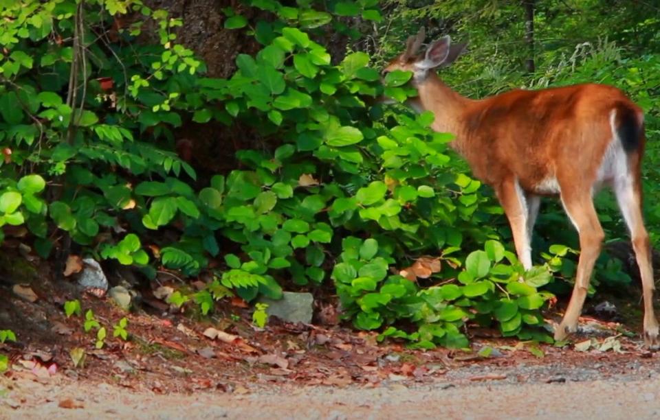 Cincinnati Parks allow bow hunting of deer who deplete forest beds and hinder "the long-term regeneration of future forest," the parks' website says.