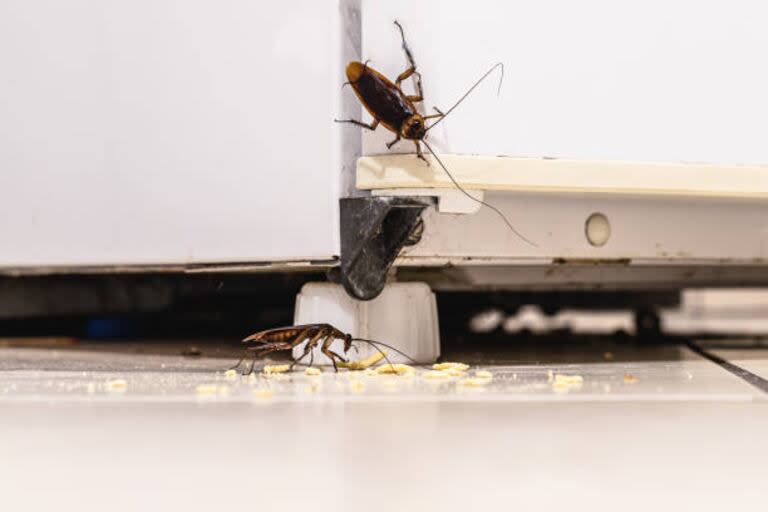 Verano en España: en alerta por una invasión de cucarachas resistentes a los plaguicidas