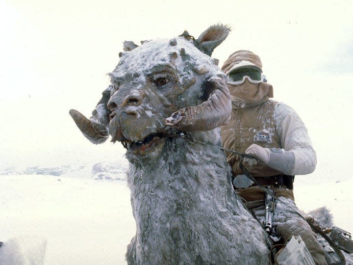 tauntaun star wars