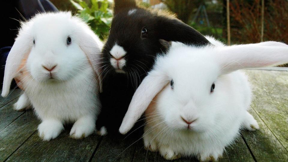 Rabbits