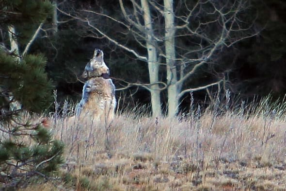 Grand Canyon wolf killed by hunter