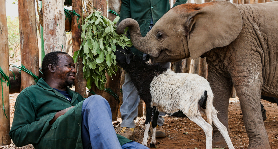 Nania the elephant has become close to Whisty the goat and her carers. Source: IFAW