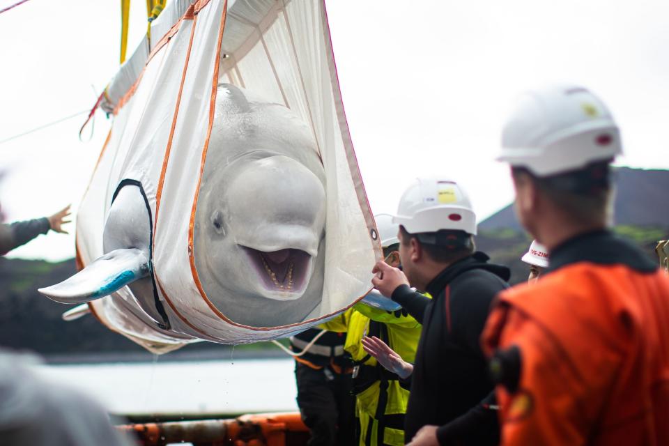 The Sea Life Trust team move Beluga Whale Little Gray from a tugboat during transfer to the bayside care pool: PA