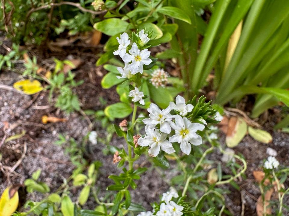 White flowers of the pineland heliotrope.