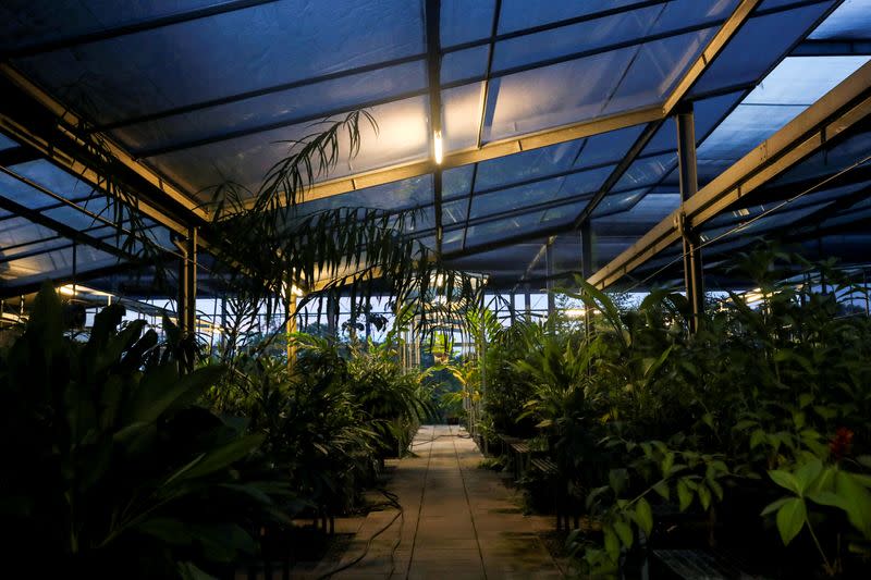 The Wider Image: A greenhouse as seen during sunset hours at Dr. Cecilia Koo Botanic Conservation Center in Pingtung, Taiwan plant hunters race to collect rare species before they are gone