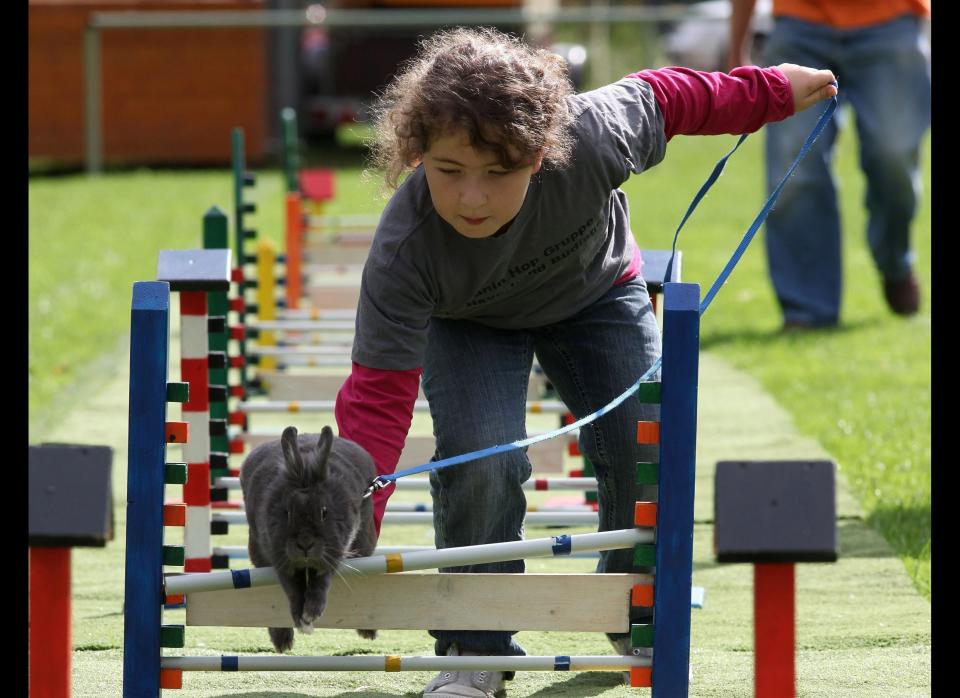 Lisa Marie Bach leads her pet rabbit Marie through an obstacle course in the middle-weight category at the 5th Open Rabbit Sport Tournament (5. offene Kaninchensport Turnier) on August 28, 2011 in Rommerz near Fulda, Germany. Eighty rabbits competed in light-weight, middle-weight and jumping-for-points categories at today's tournament in Rommerz that is based on Kanin Hop, or Rabbit Hopping. Rabbit Hopping is a growing trend among pet rabbit owners in Central Europe and the first European Championships are scheduled to be held later this year in Switzerland.  