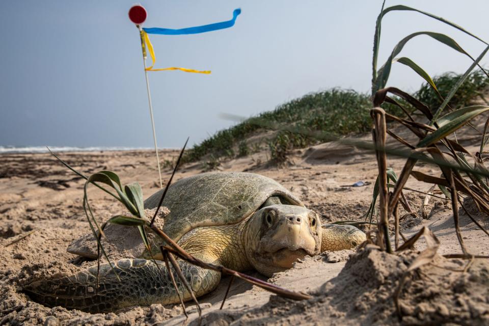 A female Kemp's ridley sea turtle tamps her nest down after laying a clutch about 110 eggs at Padre Island National Seashore, May 6, 2024, in Corpus Christi, Texas. A reflective pole marks the nesting site at the base of sand dunes.