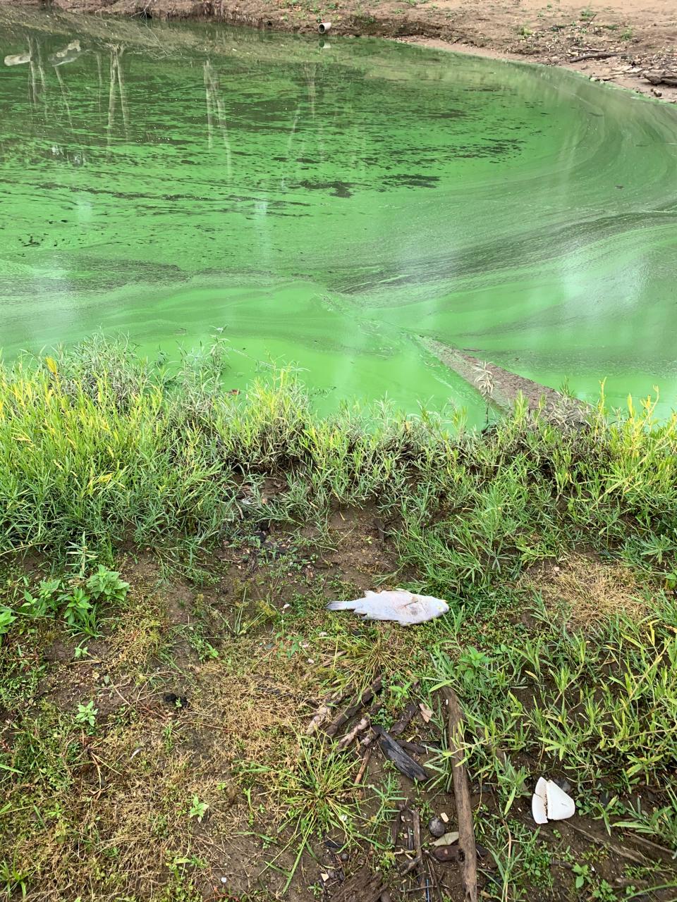 Algae on the Ohio River near California, Kentucky, on Oct. 7. It was later identified as Microcystis, the genus of cyanobacteria that causes harmful algal blooms.