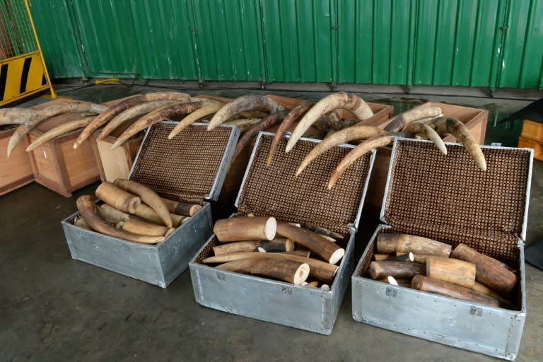 Illegal ivory is displayed before being destroyed in Singapore