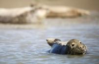 The Annual Thames seal survey carried out by the Zoological Society of London