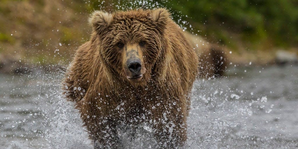 A brown bear hunts for salmon in a river.